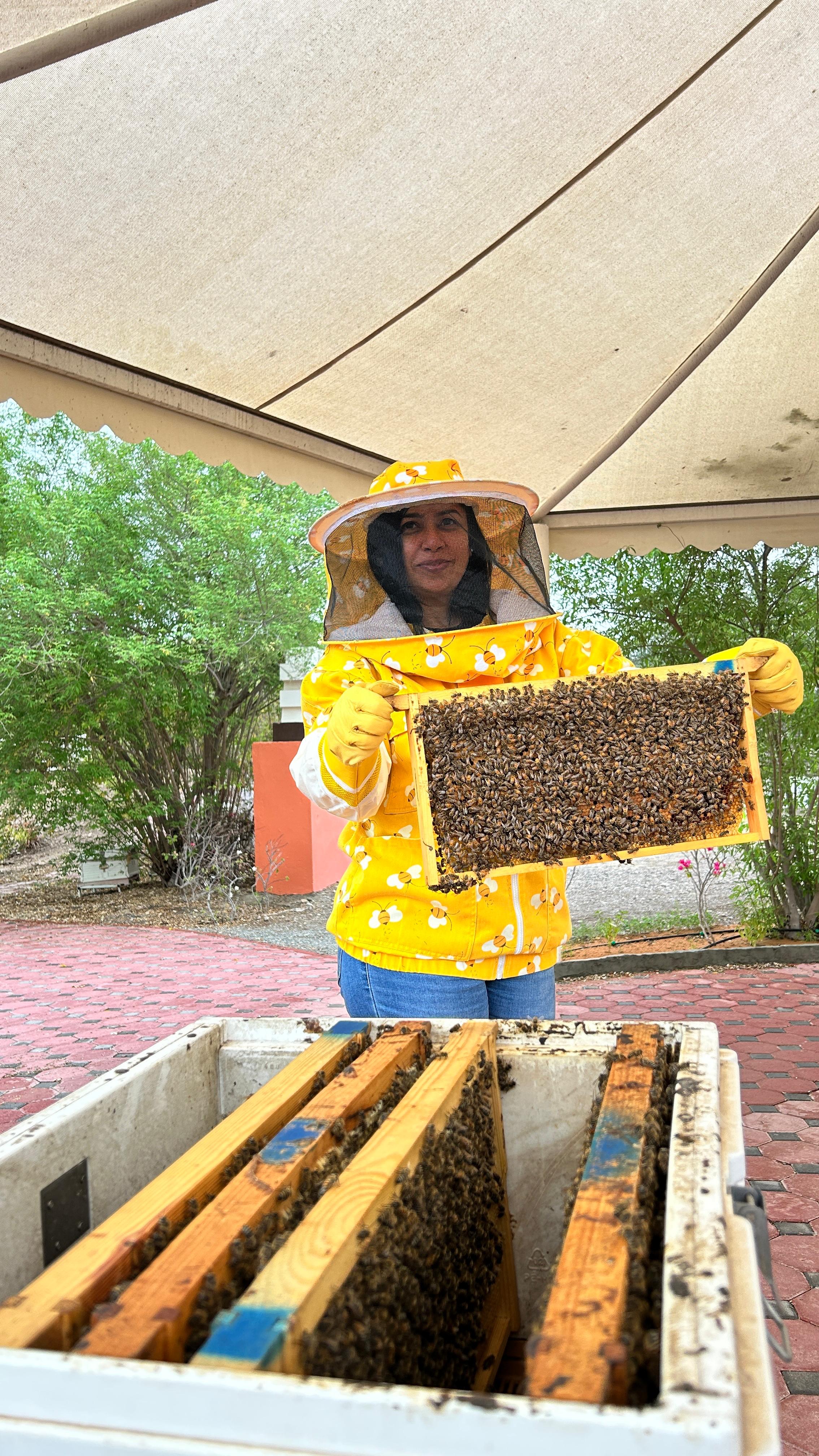 Holding a frame covered with live bees at Hatta Honey Bee Garden